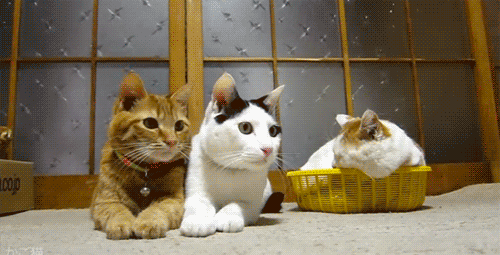Moving-animated-picture-of-ping-pong-cats
